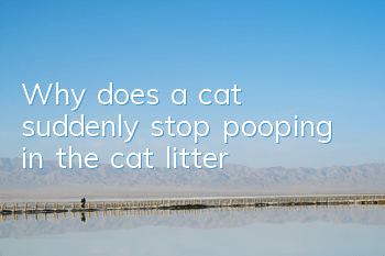 Why does a cat suddenly stop pooping in the cat litter?