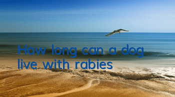 THow long can a dog live with rabies?