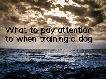 TWhat to pay attention to when training a dog