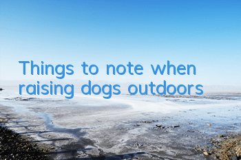 TThings to note when raising dogs outdoors