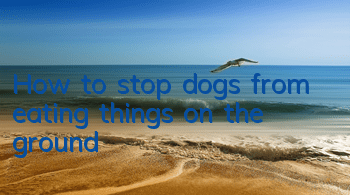 THow to stop dogs from eating things on the ground