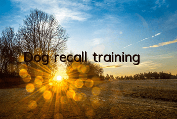 Dog recall training