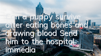 TCan a puppy survive after eating bones and drawing blood? Send him to the hospital immediately to save his life!