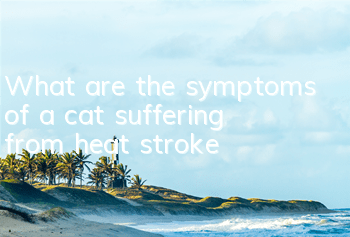 TWhat are the symptoms of a cat suffering from heat stroke?