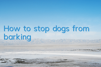 THow to stop dogs from barking