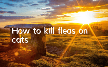 THow to kill fleas on cats?