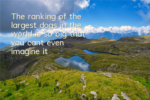 TThe ranking of the largest dogs in the world is so big that you can’t even imagine it!