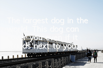 The largest dog in the world. This dog can cover you even if it stands next to you.