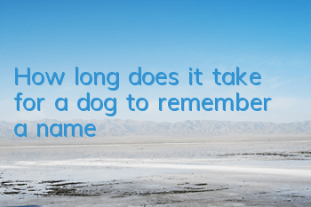 How long does it take for a dog to remember a name?