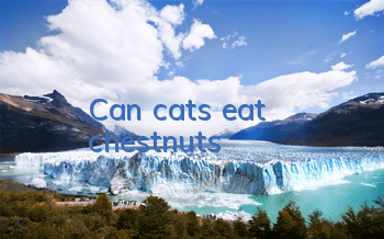 TCan cats eat chestnuts?
