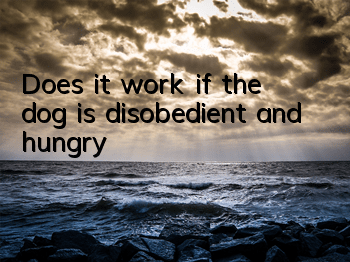 TDoes it work if the dog is disobedient and hungry?