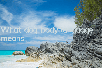 TWhat dog body language means