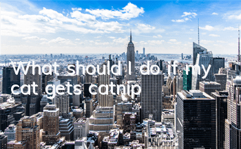 TWhat should I do if my cat gets catnip?