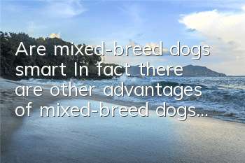 TAre mixed-breed dogs smart? In fact, there are other advantages of mixed-breed dogs...