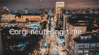 Corgi neutering time