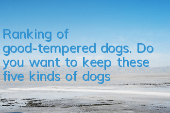 Ranking of good-tempered dogs. Do you want to keep these five kinds of dogs?