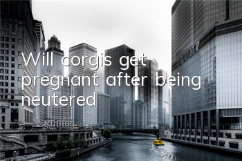 TWill corgis get pregnant after being neutered?