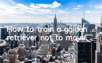 THow to train a golden retriever not to move