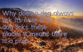 TWhy does a dog always lick its nose? If a dog licks these places, it means there is a problem!