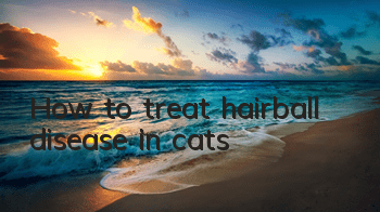 How to treat hairball disease in cats?