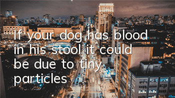 TIf your dog has blood in his stool, it could be due to tiny particles!