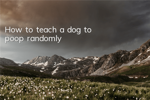 THow to teach a dog to poop randomly