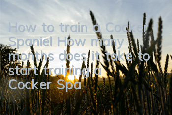 How to train a Cocker Spaniel? How many months does it take to start training a Cocker Spaniel?