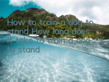 THow to train a dog to stand? How long does it take to train a dog to stand?