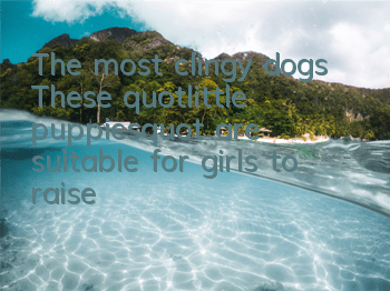 TThe most clingy dogs: These "little puppies" are suitable for girls to raise