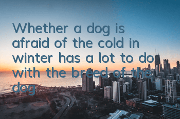 TWhether a dog is afraid of the cold in winter has a lot to do with the breed of the dog!