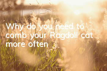 Why do you need to comb your Ragdoll cat more often?