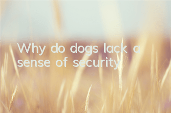 TWhy do dogs lack a sense of security?