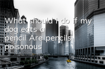 TWhat should I do if my dog ​​eats a pencil? Are pencils poisonous?