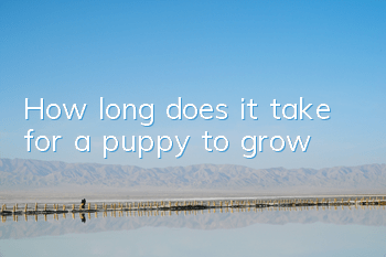 THow long does it take for a puppy to grow?