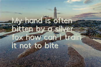 TMy hand is often bitten by a silver fox, how can I train it not to bite?