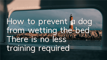 How to prevent a dog from wetting the bed? There is no less training required!