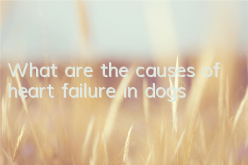 TWhat are the causes of heart failure in dogs?