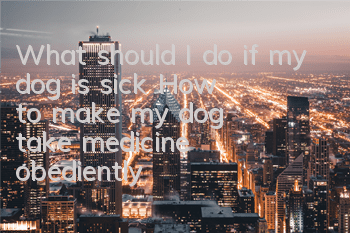 TWhat should I do if my dog ​​is sick? How to make my dog ​​take medicine obediently!