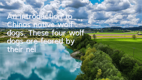 TAn introduction to China’s native wolf dogs. These four wolf dogs are feared by their neighbors because of their protective abilities.