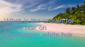TWhat is the reason for yellow hair on Pomeranian white hair?