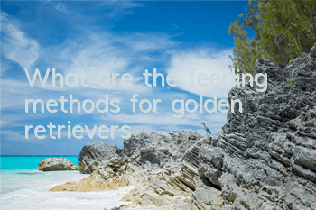 TWhat are the feeding methods for golden retrievers?