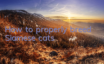 How to properly breed Siamese cats?