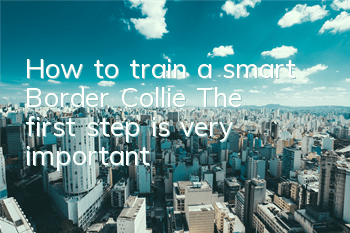 THow to train a smart Border Collie? The first step is very important!