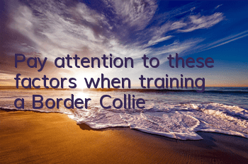 Pay attention to these factors when training a Border Collie!