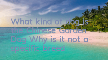 What kind of dog is the Chinese Garden Dog? Why is it not a specific breed?