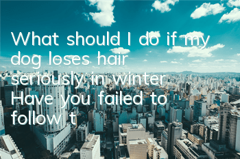 TWhat should I do if my dog ​​loses hair seriously in winter? Have you failed to follow these precautions?