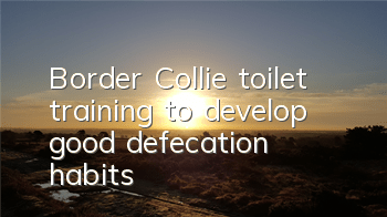 Border Collie toilet training to develop good defecation habits!
