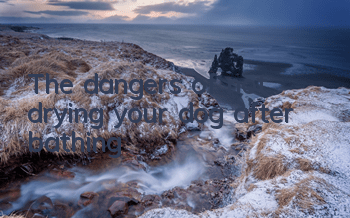 TThe dangers of not drying your dog after bathing
