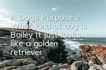 TA Dog's Purpose 2 What kind of dog is Bailey? It just looks like a golden retriever