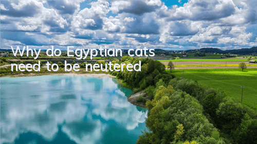 TWhy do Egyptian cats need to be neutered?